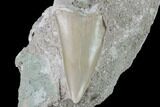 Bargain, Otodus Shark Tooth Fossil In Rock - Eocene #87023-1